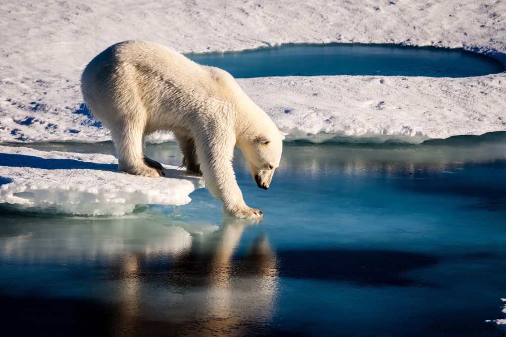 Polar Bear dipping a paw in the water